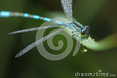 Dragonfly-arrow close-up, early morning in dewdrops Stock Photo