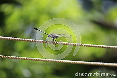 Dragonfly baby black dotted wings insect Stock Photo