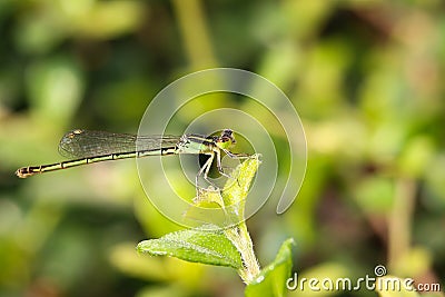 Dragonfly Stock Photo