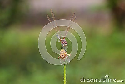 Dragonfly balance. Stock Photo