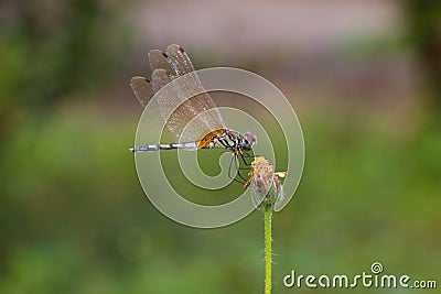 Dragonfly balance. Stock Photo