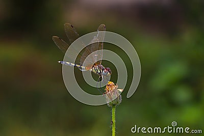 Dragonfly balance. Stock Photo