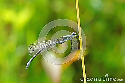 Dragonfly on a blade Stock Photo