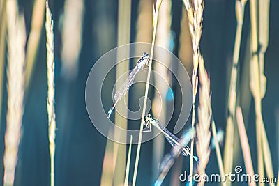Dragonfly blue color Stock Photo