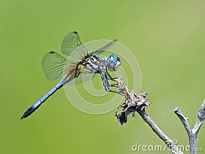 Dragonfly Blue Dasher Stock Photo