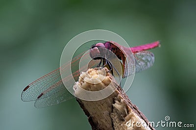 Dragonfly on a branch. Stock Photo