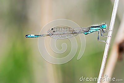 Dragonfly on a branch, great detail Stock Photo
