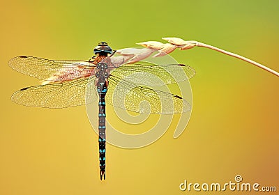 Dragonfly Stock Photo