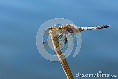 Dragonfly - Broad-bodied Chaser Stock Photo