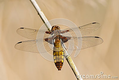 Dragonfly - Broad bodied chaser Stock Photo