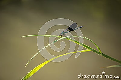 dragonfly Calopteryx splendens male sits on a blade of grass Stock Photo