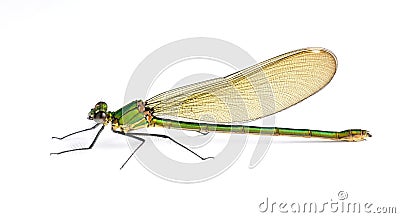 Dragonfly Calopteryx syriaca (female) Stock Photo