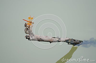 A dragonfly clings to a dry weathered branch tree in the middle of the swamp Stock Photo