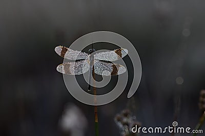 Dragonfly close up Stock Photo