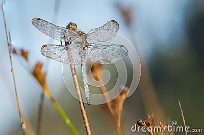 Dragonfly close up Stock Photo