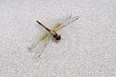 Dragonfly Close-Up Stock Photo