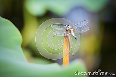 Dragonfly closeup Stock Photo