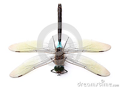 Dragonfly in closeup Stock Photo