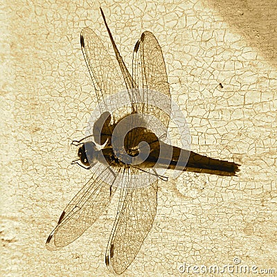 Dragonfly on crackle paint Stock Photo