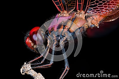Dragonfly Crimson Dropwing Stock Photo
