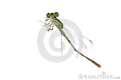 Dragonfly damselfly Stock Photo