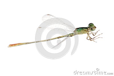 Dragonfly damselfly Stock Photo