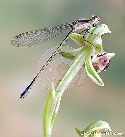 Dragonfly (damselfly) Ischnura elegans ebneri (fem Stock Photo
