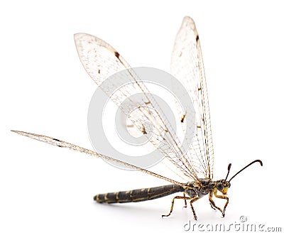 Dragonfly damselfly isolated. Stock Photo