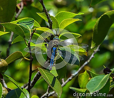 Dragonfly. Detailed macro image of dragonfly on green plant. Dragonfly Blue Stock Photo