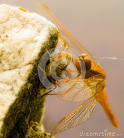 Dragonfly Devouring a Prey Stock Photo