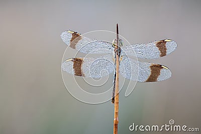 Dragonfly diamonds Stock Photo