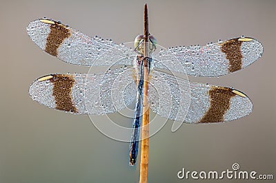 Dragonfly diamonds Stock Photo