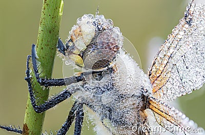 Dragonfly diamonds Stock Photo