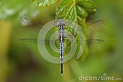 Dragonfly, Dragonflies of Thailand Acisoma panorpoides Stock Photo