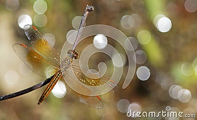 Dragonfly, Dragonflies of Thailand Brachythemis contaminata Stock Photo