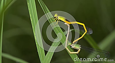 Dragonfly, Dragonflies of Thailand Ceriagrion indochinense Stock Photo