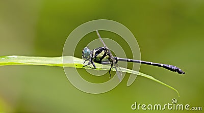 Dragonfly, Dragonflies of Thailand Microgomphus chelifer Stock Photo