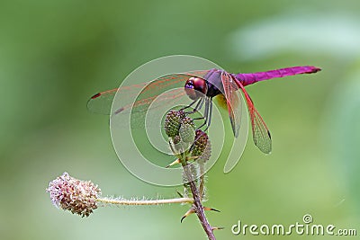Dragonfly, Dragonflies of Thailand Trithemis aurora Stock Photo