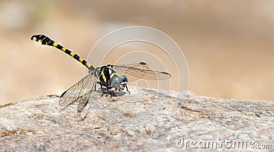 Dragonfly, Dragonflies of ThailandParagomphus capricornis Stock Photo