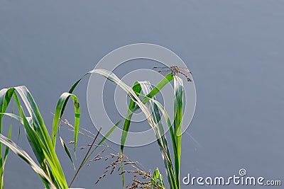 The dragonfly on the edge of the pond Stock Photo