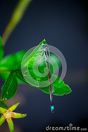 The dragonfly on the edge of the pond Stock Photo