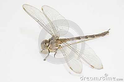 Dragonfly Stock Photo