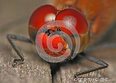 Dragonfly eyes Stock Photo