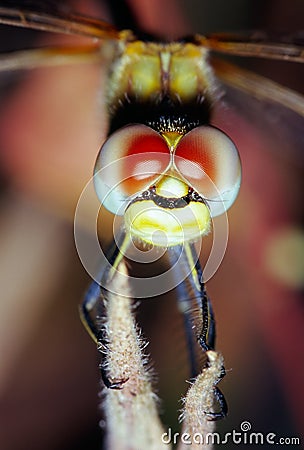 Dragonfly Eyes Stock Photo