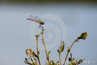 The dragonfly flies briskly on the clear sky wearing thin wings! Stock Photo