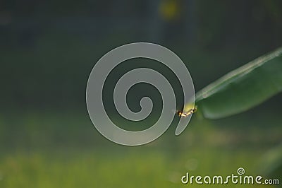 Dragonfly on flight Stock Photo