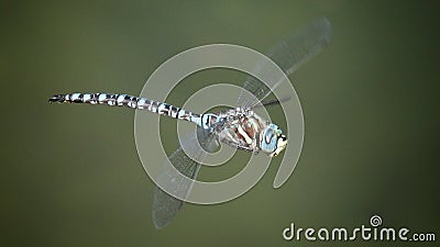 Dragonfly in Flight Stock Photo