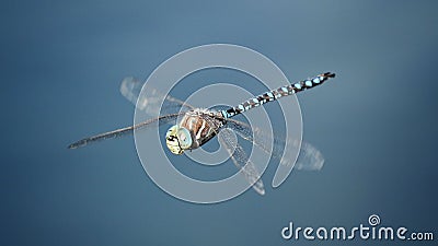 Dragonfly in Flight Stock Photo