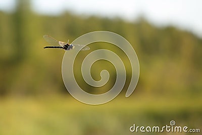 Dragonfly in flight. A picture of a flying dragonfly on a summer day Stock Photo