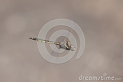 Dragonfly in flight Stock Photo